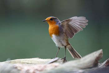 Flatterndes Rotkehlchen