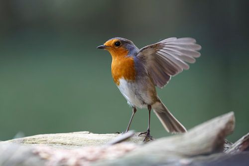 fladderende roodborstjes