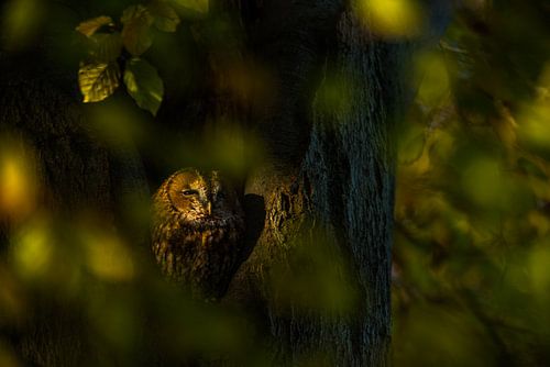 Tawny owl