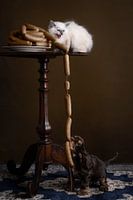 Stoute poes en hond stelen worstjes