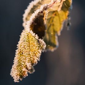 Ice crystals on a blackberry leaf lit up by the sunrise by Max van Gils