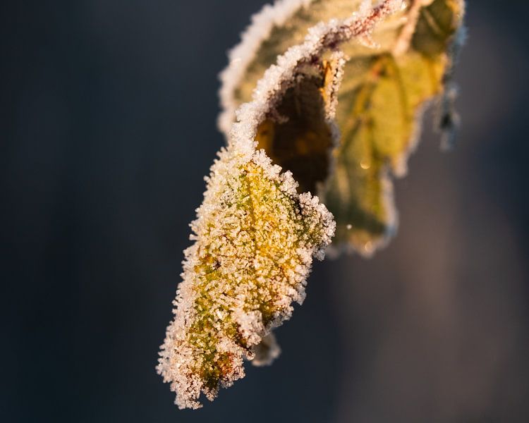 Cristaux de glace sur une feuille de ronce éclairés par le lever du soleil par Max van Gils