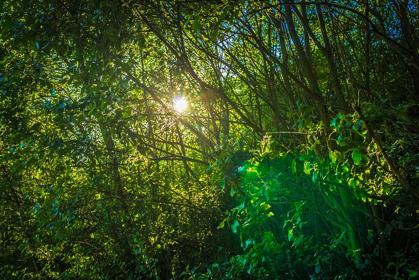 Im Wald von Jürgen Döring