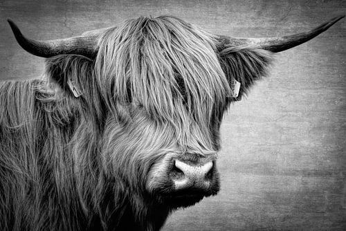 Schotse Hooglander in zwart-wit