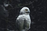 Sneeuwuil