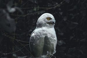 Hibou des neiges sur Larsphotografie
