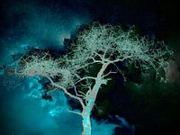 The Unreal forest