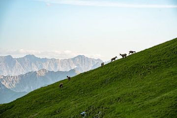 Bergsilhouette mit Gämsen in Tirol