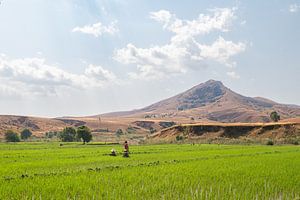 Vrouwen aan het werk op rijstveld in Madagaskar