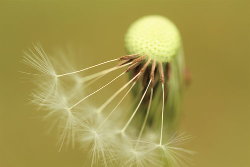 dandelion