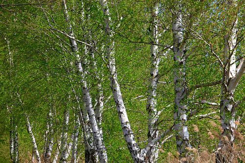 Birch
