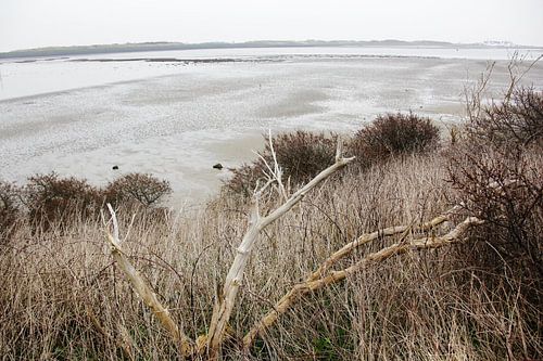 Texel Landschap 021