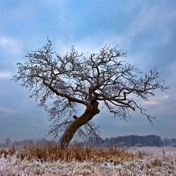 Boom in Winterlandscap Nederland Vierkant formaat van Peter Bolman