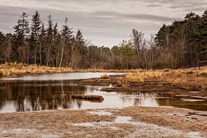 Roode Beek @ Brunssummerheide
