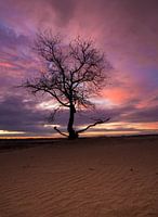The Lonely Tree