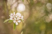 Blossom - "Moved by Dreams"