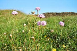Des œillets des champs en fleurs dans une prairie côtière
