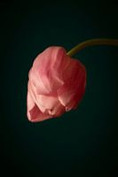 Rosa Tulpe // Blumen, Natur, Stillleben // fine-art