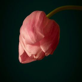 Roze tulp // bloemen, natuur, stilleven // fine-art van suzanne.en.camera