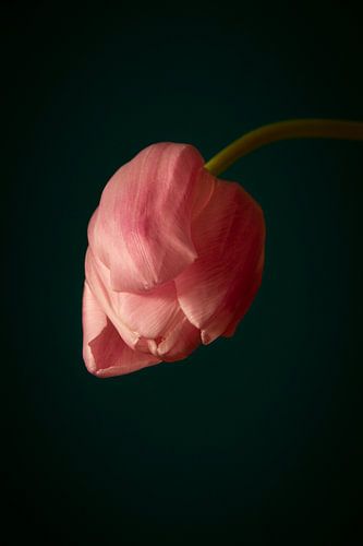 Roze tulp // bloemen, natuur, stilleven // fine-art
