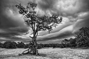 Natuur landschap in Nederland van Chihong