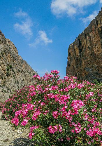 Blühender Oleander in einer Schlucht auf Kreta von Patricia Hofmeester