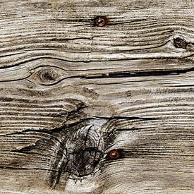 Wood 2 by Sarah Richter