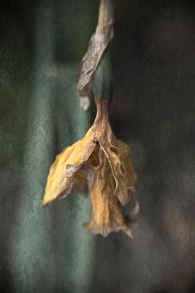 verfaulte Blume unten von Ribbi