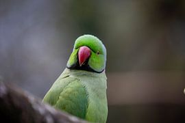 Curious Gaze - Collared Parakeet in Portrait by Wim Brauns