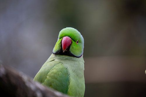 Nieuwsgierige Blik – Halsbandparkiet in Portret