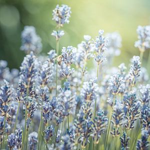 summer lavender sur Hannes Cmarits