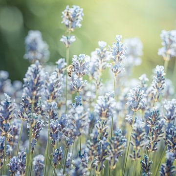 summer lavender von Hannes Cmarits