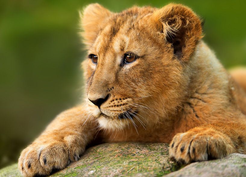 Cub Closeup par Justin Nederkoorn