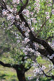 Almond blossom in the Lecrin Valley, Spain