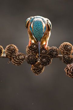 Kingfisher lurking at fish from spruce branch by Jeroen Stel