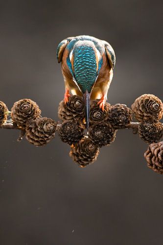 Eisvogel, der an Fischen aus Fichtenzweigen lauert.