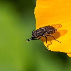 macro of a black insect on yellow flower with two legs forward by Marc Goldman
