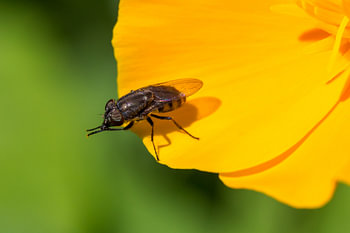 macro of a black insect on yellow flower with two legs forward