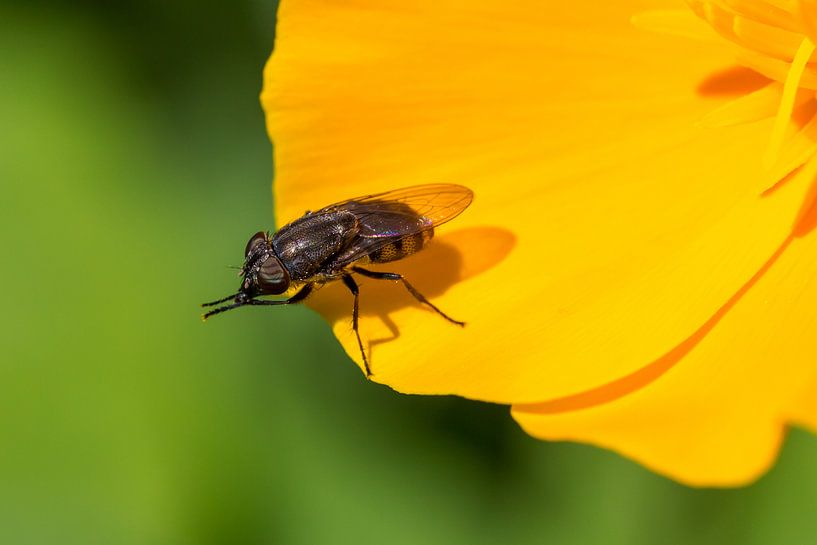 Makro eines Insekts auf einer gelben Blume von Marc Goldman