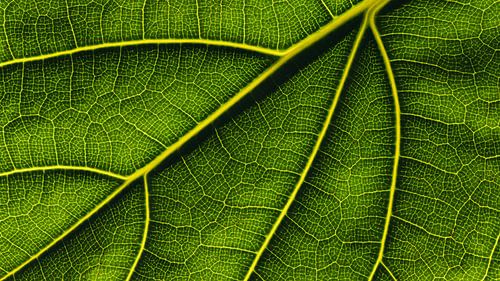 Het doolhof van een groen blaadje