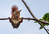 Squirrel on branch eats nut
