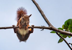 L'écureuil sur une branche mange une noix sur Marcel van Balken