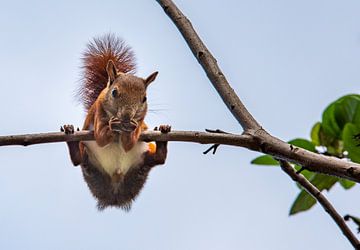 Eichhörnchen auf Ast frisst Nuss