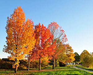 Oranje en rode bomen in de herfst van Corinne Welp