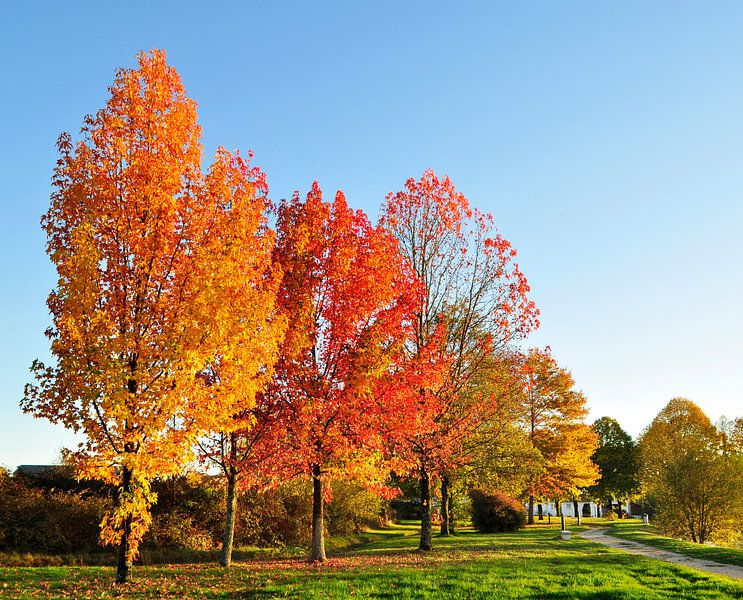 Orange und rote Bäume im Herbst von Corinne Welp