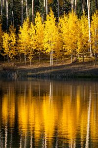 Photo de réflexion dans une forêt de trembles en automne - Méditation en or