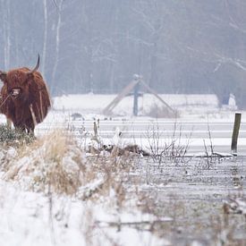 Highlander dans la neige ! sur Eddy Kievit