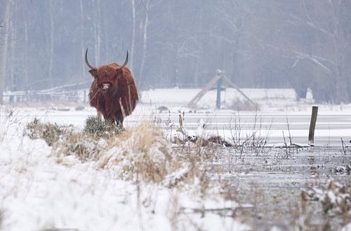 Highlander in the snow! by Eddy Kievit