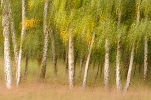 Heather birches - creative nature photography