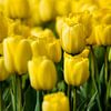 Tulpenveld in Nederland van Sjoerd van der Hucht